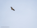 Aguila ratonera - Buteo buteo - Busardo ratonero