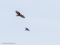 Aguila ratonera - Buteo buteo - Busardo ratonero