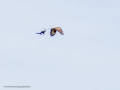 Aguila ratonera - Buteo buteo - Busardo ratonero