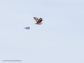 Aguila ratonera - Buteo buteo - Busardo ratonero