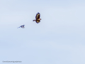 Aguila ratonera - Buteo buteo - Busardo ratonero
