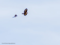 Aguila ratonera - Buteo buteo - Busardo ratonero