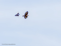 Aguila ratonera - Buteo buteo - Busardo ratonero