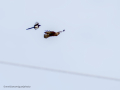 Aguila ratonera - Buteo buteo - Busardo ratonero