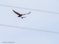 Aguila ratonera - Buteo buteo - Busardo ratonero