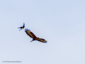Aguila ratonera - Buteo buteo - Busardo ratonero