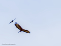Aguila ratonera - Buteo buteo - Busardo ratonero