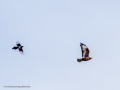 Aguila ratonera - Buteo buteo - Busardo ratonero