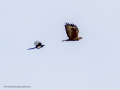 Aguila ratonera - Buteo buteo - Busardo ratonero