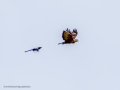 Aguila ratonera - Buteo buteo - Busardo ratonero