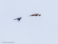 Aguila ratonera - Buteo buteo - Busardo ratonero