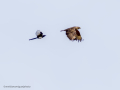 Aguila ratonera - Buteo buteo - Busardo ratonero