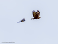 Aguila ratonera - Buteo buteo - Busardo ratonero