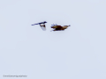 Aguila ratonera - Buteo buteo - Busardo ratonero