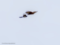 Aguila ratonera - Buteo buteo - Busardo ratonero