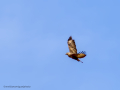 Aguila ratonera - Buteo buteo - Busardo ratonero