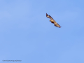 Aguila ratonera - Buteo buteo - Busardo ratonero