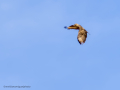 Aguila ratonera - Buteo buteo - Busardo ratonero