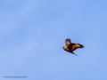 Aguila ratonera - Buteo buteo - Busardo ratonero