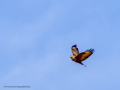 Aguila ratonera - Buteo buteo - Busardo ratonero