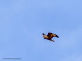 Aguila ratonera - Buteo buteo - Busardo ratonero