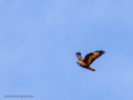 Aguila ratonera - Buteo buteo - Busardo ratonero