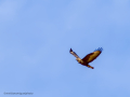 Aguila ratonera - Buteo buteo - Busardo ratonero