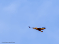 Aguila ratonera - Buteo buteo - Busardo ratonero