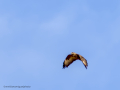 Aguila ratonera - Buteo buteo - Busardo ratonero