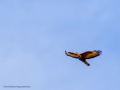Aguila ratonera - Buteo buteo - Busardo ratonero