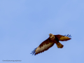 Aguila ratonera - Buteo buteo - Busardo ratonero