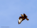 Aguila ratonera - Buteo buteo - Busardo ratonero