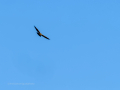 Aguila ratonera - Buteo buteo - Busardo ratonero