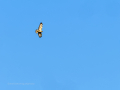 Aguila ratonera - Buteo buteo - Busardo ratonero