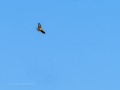 Aguila ratonera - Buteo buteo - Busardo ratonero