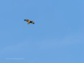 Aguila ratonera - Buteo buteo - Busardo ratonero