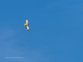 Aguila ratonera - Buteo buteo - Busardo ratonero