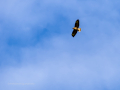 Aguila ratonera - Buteo buteo - Busardo ratonero