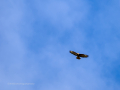 Aguila ratonera - Buteo buteo - Busardo ratonero