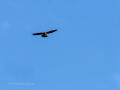 Aguila ratonera - Buteo buteo - Busardo ratonero