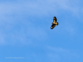 Aguila ratonera - Buteo buteo - Busardo ratonero