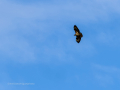 Aguila ratonera - Buteo buteo - Busardo ratonero