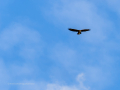 Aguila ratonera - Buteo buteo - Busardo ratonero