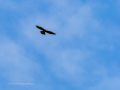 Aguila ratonera - Buteo buteo - Busardo ratonero