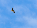 Aguila ratonera - Buteo buteo - Busardo ratonero