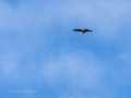 Aguila ratonera - Buteo buteo - Busardo ratonero