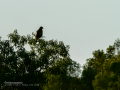 Aguila ratonera - Buteo buteo - Busardo ratonero