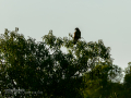 Aguila ratonera - Buteo buteo - Busardo ratonero
