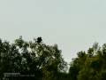 Aguila ratonera - Buteo buteo - Busardo ratonero
