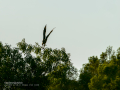 Aguila ratonera - Buteo buteo - Busardo ratonero